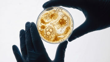 Gloved hands holding a petri dish with golden liquid and bubbles in a lab, representing stem cell skincare research