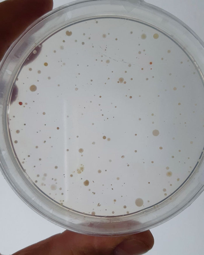 Niacinamide